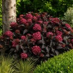 Hortenzia kalinolistá (Hydrangea macrophylla) ‘ECLIPSE’® by First Edition- výška 10-15 cm, kont. C2L 